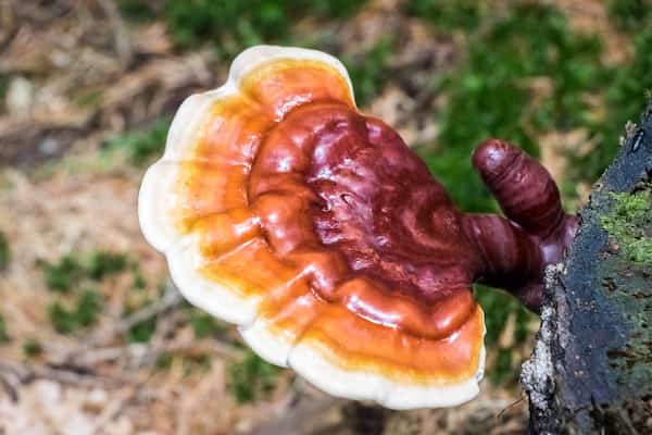 A reishi mushroom growing in the ground.