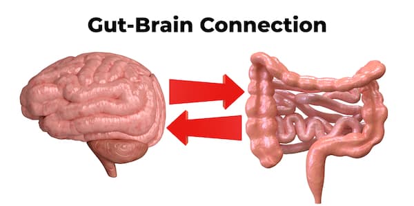 a gut and brain diagram.